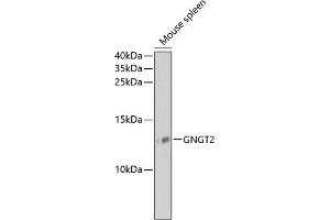 Western blot analysis of extracts of mouse spleen, using GNGT2 antibody (ABIN6131709, ABIN6141242, ABIN6141244 and ABIN6218188) at 1:1000 dilution. (GNGT2 Antikörper  (AA 1-69))
