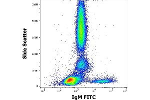 Flow cytometry surface staining pattern of human peripheral whole blood stained using anti-human IgM (CH2) FITC antibody (concentration in sample 1 μg/mL). (Maus anti-Human IgM Antikörper (FITC))