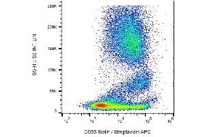 Surface staining of human peripheral blood cells with anti-CD55 (MEM-118) biotin / streptavidin-APC. (CD55 Antikörper  (Biotin))