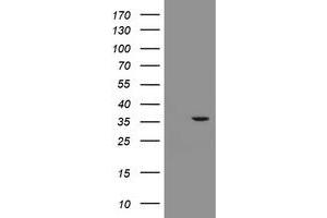 Image no. 2 for anti-Replication Factor C (Activator 1) 2, 40kDa (RFC2) antibody (ABIN1500672) (RFC2 Antikörper)
