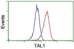 Image no. 2 for anti-T-Cell Acute Lymphocytic Leukemia 1 (TAL1) antibody (ABIN1501293) (TAL1 Antikörper)