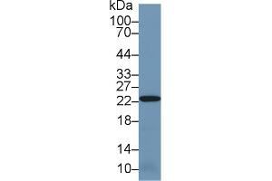 Western blot analysis of Mouse Kidney lysate, using Human PRDX2 Antibody (1 µg/ml) and HRP-conjugated Goat Anti-Rabbit antibody ( (Peroxiredoxin 2 Antikörper  (AA 6-164))