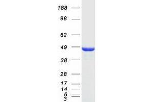 Validation with Western Blot (NDRG1 Protein (Transcript Variant 2) (Myc-DYKDDDDK Tag))
