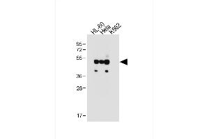 All lanes : Anti-FCGR1B Antibody (C-term) at 1:500 dilution Lane 1: HL-60 whole cell lysate Lane 2: Hela whole cell lysate Lane 3: K562 whole cell lysate Lysates/proteins at 20 μg per lane. (FCGR1B Antikörper  (C-Term))