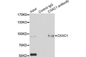 Immunoprecipitation analysis of 200ug extracts of HepG2 cells using 3ug CXXC1 antibody. (CXXC1 Antikörper)
