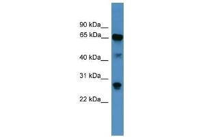 Western Blot showing CANX antibody used at a concentration of 1. (Calnexin Antikörper  (Middle Region))