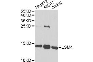 Western blot analysis of extracts of various cell lines, using LSM4 antibody. (LSM4 Antikörper)