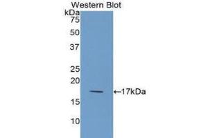 Western Blotting (WB) image for anti-Interleukin 1 delta (FIL1d) (AA 12-151) antibody (ABIN3208363) (FIL1d Antikörper  (AA 12-151))