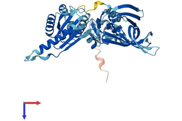 PELO Protein (AA 1-385) (His tag)