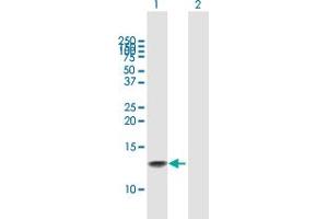 Western Blot analysis of GNRH1 expression in transfected 293T cell line by GNRH1 MaxPab polyclonal antibody. (GNRH1 Antikörper  (AA 1-92))