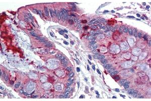 Immunohistochemistry with Human Colon lysate tissue at an antibody concentration of 5. (LIN7C Antikörper  (N-Term))
