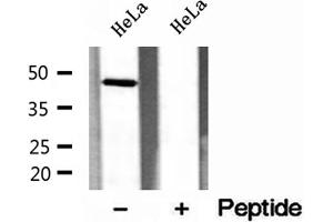 Western blot analysis of extracts of HeLa cells, using ERO1LB antibody. (ERO1LB Antikörper  (Internal Region))