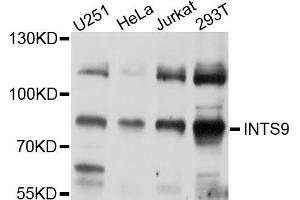 Western blot analysis of extracts of various cell lines, using INTS9 antibody (ABIN5997994) at 1/1000 dilution.