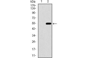 Western Blotting (WB) image for anti-CD33 (CD33) (AA 15-237) antibody (ABIN1845398) (CD33 Antikörper  (AA 15-237))
