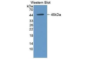 Western Blotting (WB) image for anti-Angiotensinogen (serpin Peptidase Inhibitor, Clade A, Member 8) (AGT) (AA 33-145) antibody (ABIN1857987)