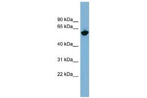 Glycoprotein antibody used at 1 ug/ml to detect target protein. (Glycoprotein Antikörper)