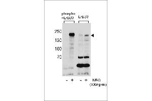 Western blot analysis of extracts from T47D cells,untreated or treated with NRG using Phospho-ErBB3(Tyr1289)(left) or ErBB3 Antibody (right).
