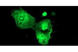 Anti-PSMD3 mouse monoclonal antibody (ABIN2455562) immunofluorescent staining of COS7 cells transiently transfected by pCMV6-ENTRY PSMD3 (RC202307). (PSMD3 Antikörper)