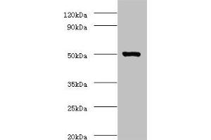 Actin-Like 7A Antikörper  (AA 1-435)