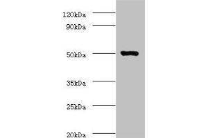Western blot All lanes: ACTL7A antibody at 2 μg/mL + Mouse liver tissue Secondary Goat polyclonal to rabbit IgG at 1/10000 dilution Predicted band size: 49 kDa Observed band size: 49 kDa (Actin-Like 7A Antikörper  (AA 1-435))