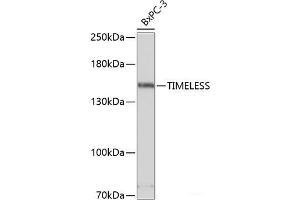 Western blot analysis of extracts of BxPC-3 cells using TIMELESS Polyclonal Antibody at dilution of 1:3000. (TIMELESS Antikörper)