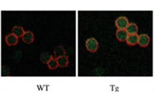 Immunofluorescence (IF) image for anti-serine/threonine Kinase 17b (STK17B) antibody (ABIN3003056) (DRAK2 Antikörper)