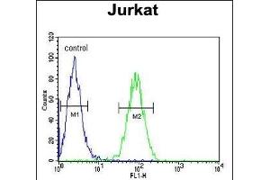 CLDN22 Antibody (Center) (ABIN654190 and ABIN2844042) flow cytometric analysis of Jurkat cells (right histogram) compared to a negative control (left histogram). (Claudin 22 (CLDN22) (AA 90-117) Antikörper)