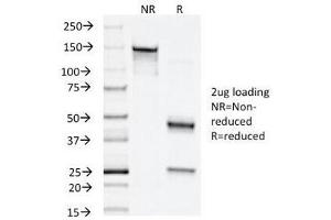 SDS-PAGE Analysis of Purified, BSA-Free Napsin A Antibody (clone NAPSA/1238). (NAPSA Antikörper)