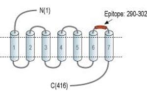 Representative domain view of the target of ABIN7582070. (Prostacyclin Receptor Antikörper  (3rd Extracellular Loop) (FITC))