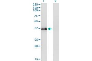 Western Blot analysis of STX12 expression in transfected 293T cell line by STX12 monoclonal antibody (M01), clone 3B9. (Syntaxin 12 Antikörper  (AA 108-206))