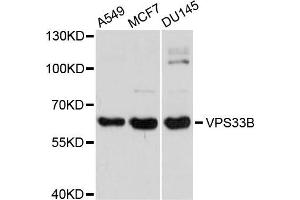 Western blot analysis of extracts of various cells, using VPS33B antibody.