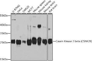 Western blot analysis of extracts of various cell lines, using Casein Kinase 2 beta (Casein Kinase 2 beta (CSNK2B)) Rabbit pAb (ABIN7266104) at 1:1000 dilution. (CSNK2B Antikörper  (AA 1-215))