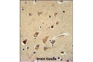 GPC5 Antibody (N-term) (ABIN654635 and ABIN2844331) immunohistochemistry analysis in formalin fixed and paraffin embedded human brain tissue followed by peroxidase conjugation of the secondary antibody and DAB staining. (GPC5 Antikörper  (N-Term))