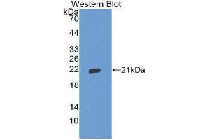 Western Blotting (WB) image for anti-Thimet Oligopeptidase 1 (THOP1) (AA 451-597) antibody (ABIN1871528)