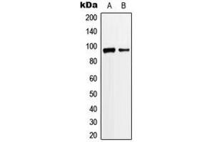 Western blot analysis of ANKRD20A3 expression in Jurkat (A), K562 (B) whole cell lysates. (ANKRD20A3 Antikörper  (Center))