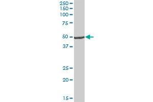 UQCRC1 MaxPab polyclonal antibody. (UQCRC1 Antikörper  (AA 1-480))