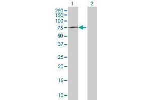 Western Blot analysis of HSPA1L expression in transfected 293T cell line by HSPA1L MaxPab polyclonal antibody. (HSPA1L Antikörper  (AA 1-641))