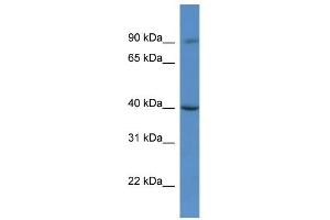 Western Blot showing C9orf64 antibody used at a concentration of 1. (C9orf64 Antikörper  (C-Term))