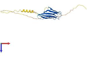 NPM2 Protein (AA 1-214) (His tag)