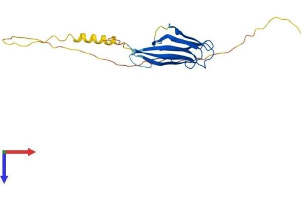 NPM2 Protein (AA 1-214) (His tag)