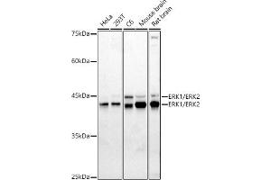 Western blot analysis of extracts of various cell lines, using ERK1/ERK2 antibody (ABIN7268619) at 1:1000 dilution.