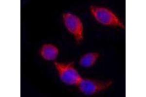 Immunofluorescence (IF) image for anti-Keratin 18 (KRT18) antibody (ABIN2664917)