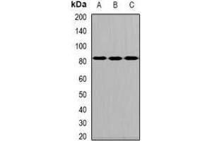 Western blot analysis of ALOXE3 expression in MCF7 (A), mouse testis (B), rat intestine (C) whole cell lysates.