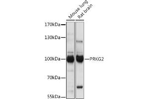 Western blot analysis of extracts of various cell lines, using PRKG2 Rabbit pAb (ABIN7269664) at 1:1000 dilution. (PRKG2 Antikörper)