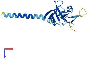 IMMP1L Protein (AA 1-166) (His tag)
