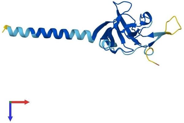 IMMP1L Protein (AA 1-166) (His tag)