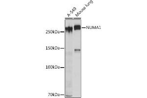 Western blot analysis of extracts of various cell lines, using NUM Rabbit mAb (ABIN7269002) at 1:1000 dilution. (NUMA1 Antikörper)