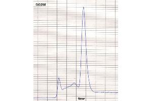 product purity: gel permeation chromatography (Superose 12/HR) (Maus anti-Human IgE Antikörper (Biotin))