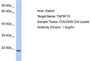 Host: Rabbit Target Name: TNFSF15 Sample Type: COLO205 Whole cell lysates Antibody Dilution: 1. (TNFSF15 Antikörper  (C-Term))