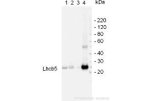 Arabidopsis thaliana,chloroplasts(1), Arabidopsis thaliana,thylakoids (2), Arabidopsis, (5 ug of total cellular protein was loaded per lane)thaliana, photosystem I preparation (3),Pisum sativum, BBY particles (4), (LHCB5 Antikörper)